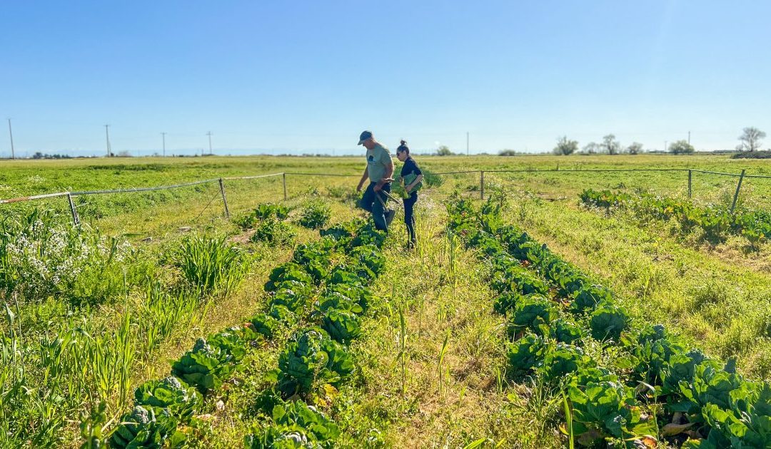 From Farm to Fork and Beyond: How Elk Grove’s Todo Un Poco Champions Sustainability