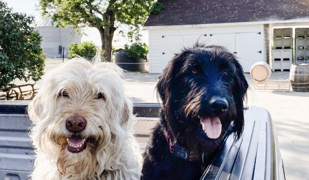 Paws and Relax: Top Spots in Elk Grove for Dogs and Their Owners