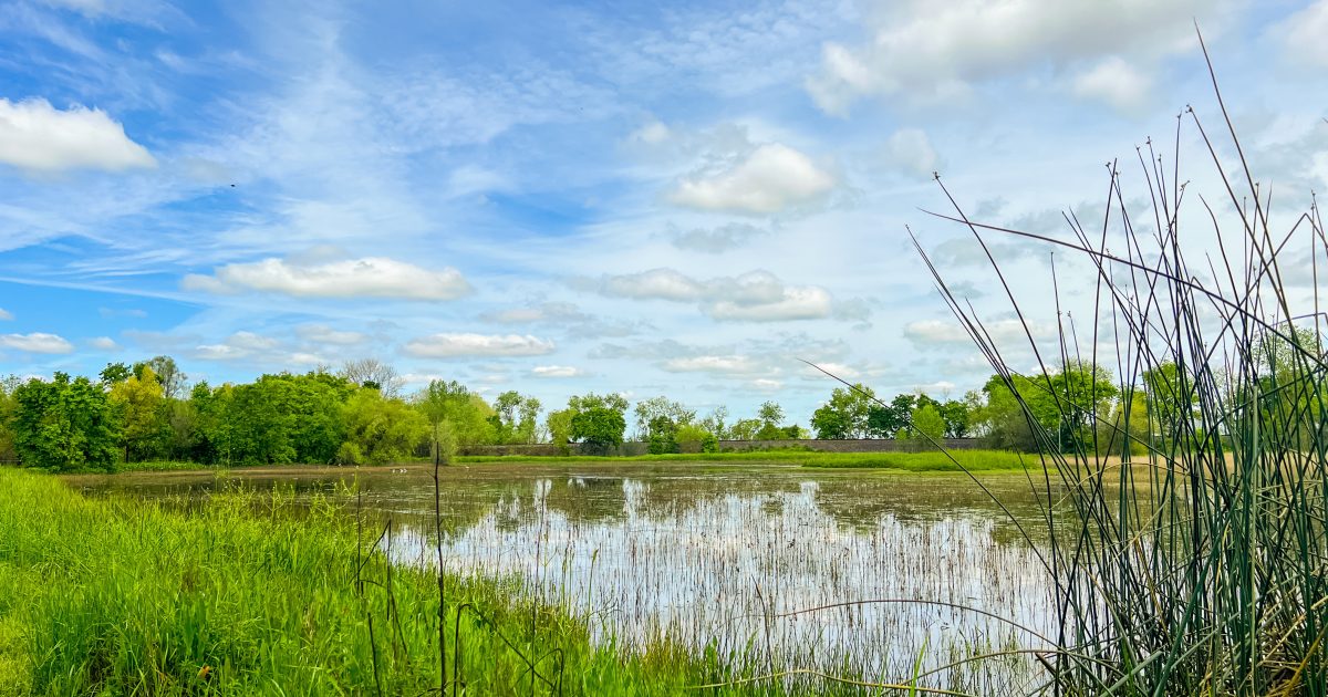 Essential paddling guide for navigating the waters of Cosumnes River.