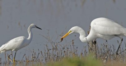 Discover diverse ecosystems and wildlife along the scenic routes of Cosumnes River Preserve.