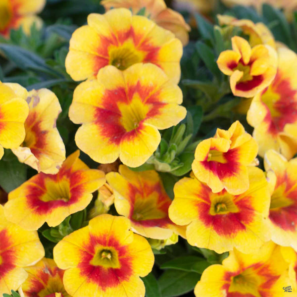 Discover the stunning Calibrachoa 'Hula Gold', a new arrival at iDigGreenAcres.