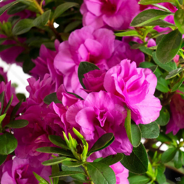 Spring favorites: The cheerful Azalea 'Happy Days' awaits at iDigGreenAcres.