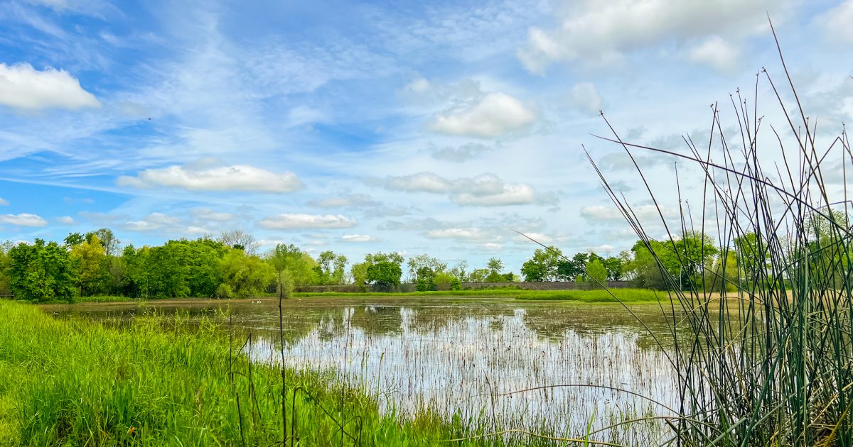 Embrace the natural beauty of the Cosumnes River Preserve, a haven for paddlers and nature enthusiasts.