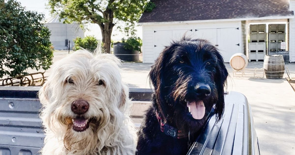 An inviting snapshot of Elk Grove's variety of dog-friendly destinations.