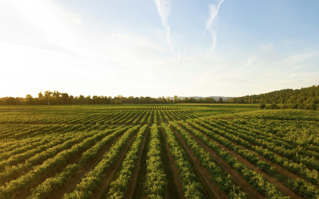 Apple Adventures at Impossible Acres: A Slice of Farm Life Near Elk Grove