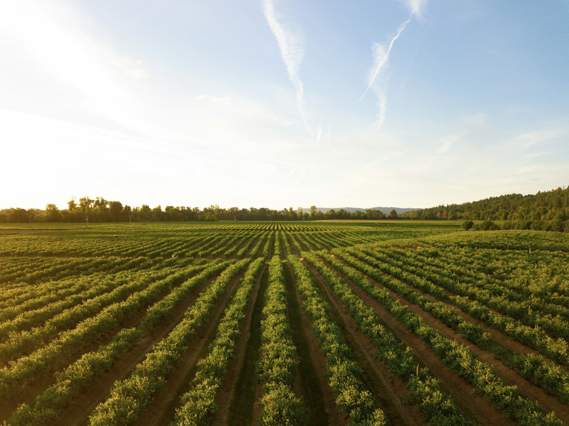 Apple Adventures at Impossible Acres: A Slice of Farm Life Near Elk Grove