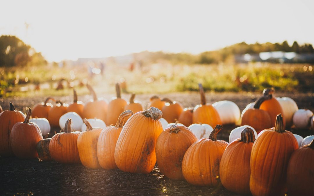 Discover Elk Grove’s Best Fall Activities: From Pumpkin Picking to Festivals