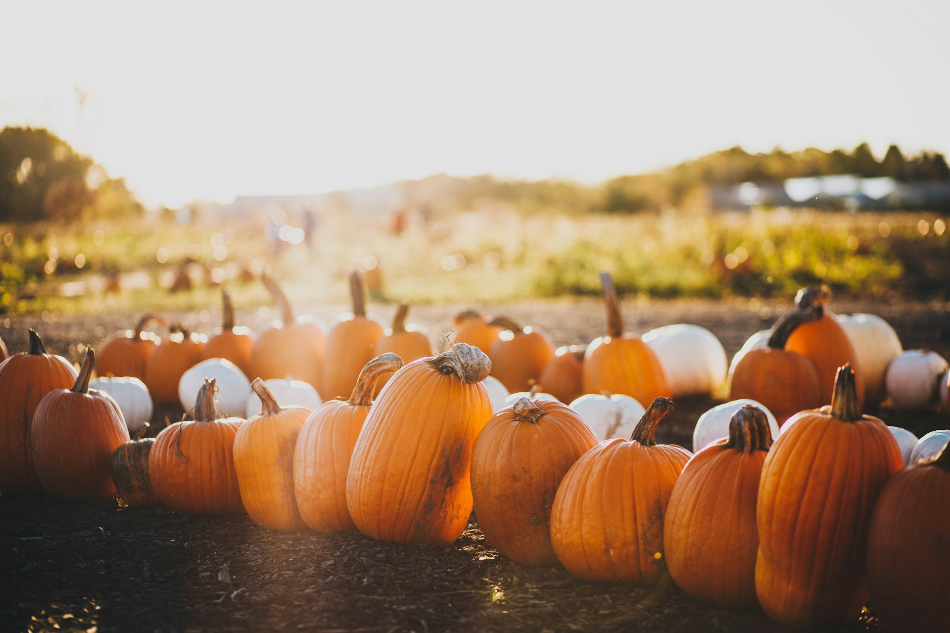 Discover Elk Grove's Best Fall Activities: From Pumpkin Picking to Festivals