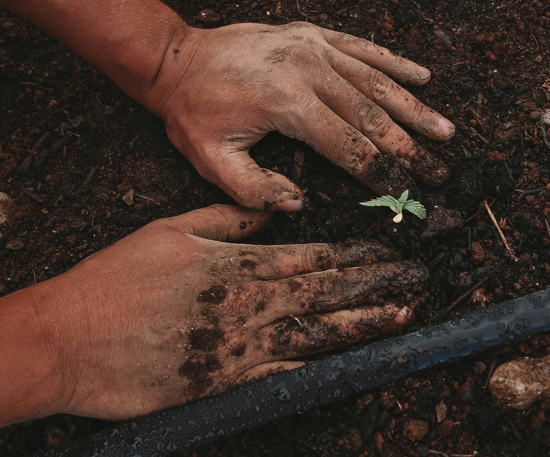 From Winter Blues to Spring Blooms: Elk Grove’s Essential Garden Checklist