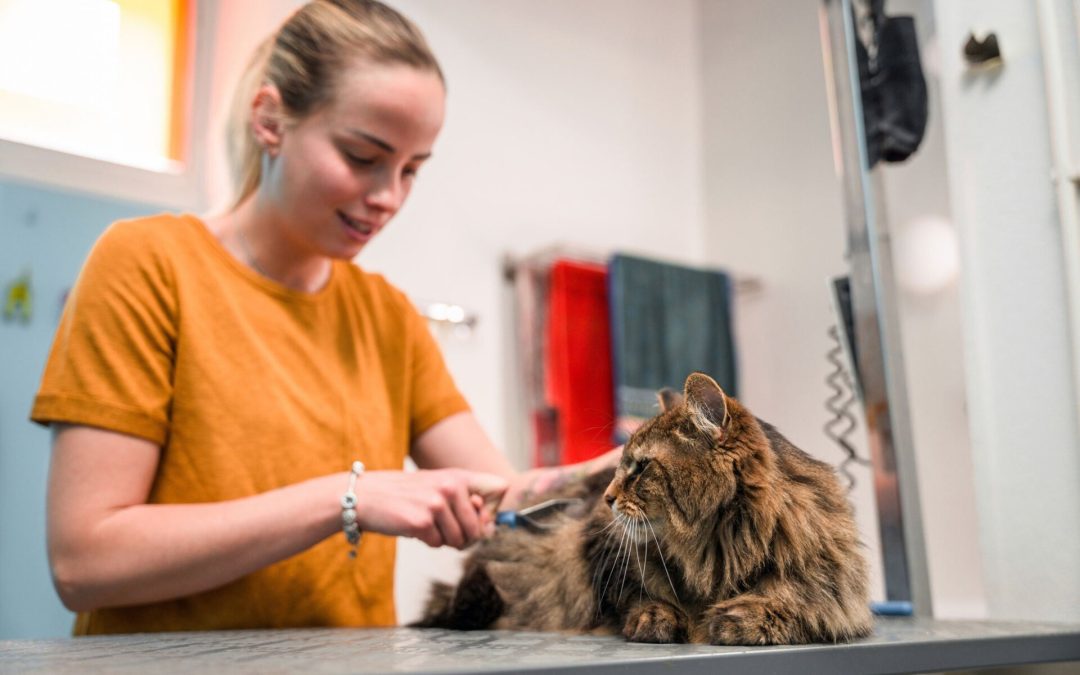 Noah’s Ark Pet Grooming: Trusted Groomers for Dogs and Cats in Elk Grove