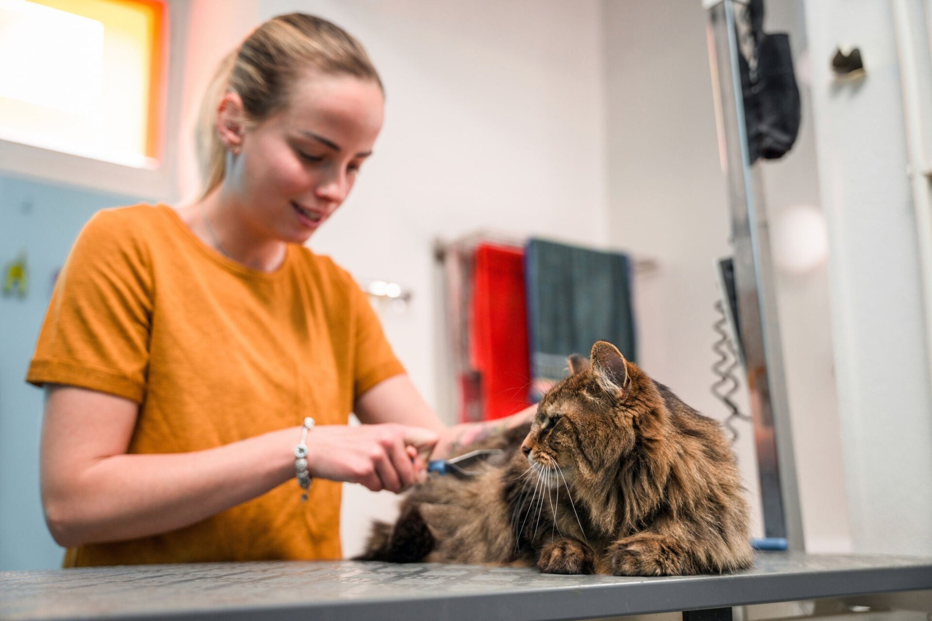 Noah’s Ark Pet Grooming: Trusted Groomers for Dogs and Cats in Elk Grove
